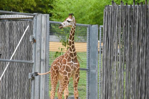 In the image, a majestic giraffe with a distinctive brown and white coat stands prominently in its enclosure. The giraffe is positioned near a metal fence, with a wooden gate to its left. The giraffe appears to be looking intently at the camera, with its long neck extending upwards. The background features a lush, green landscape, including trees and bushes that provide a serene atmosphere.