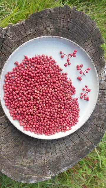 Des baies du sichuan bien rouges, d'environ 4mm de diamètre dans une assiette vert céladon. Sur le bord de l'assiette quelques baies encore sur leurs grappes. L'assiette est poser sur une vieille souche de châtaigner au milieu de l'herbe.