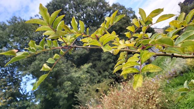 Photo d'une branche de poivrier du sichuan. On peut voir les grosses épines qui tapissent sa paroi. En zoomant sous les feuilles, d'autres épines, plus fines, menacent également vos doigts. Heureusement que les baies se forment en grappes.
En arriere plan un châtaignier centenaire.