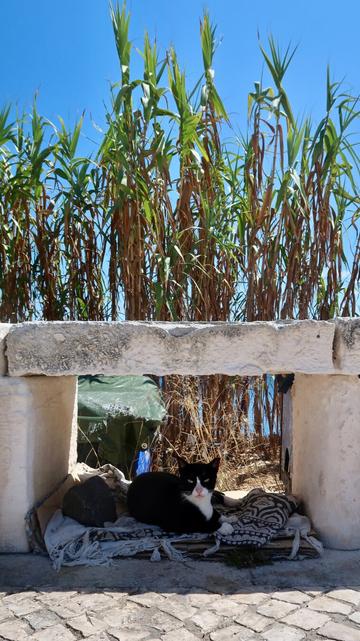A black and white tuxedo cat rests in the shade under a stone bench, with tall green reeds in the background against a bright blue sky.
