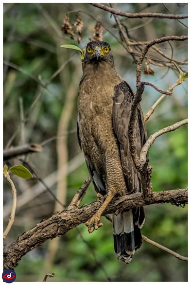 a bird of prey with yellow eyes and mostly dark brown to black feathers, perched on a branch.