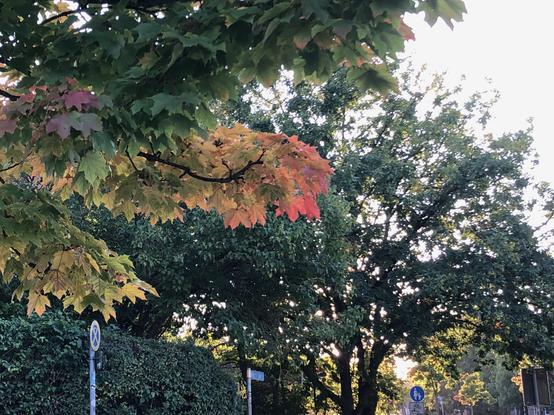 Im Vordergrund herabhängende herbstfarbene Zweige. Im Hintergrund grüne Bäume durch die Sonne blitzt.