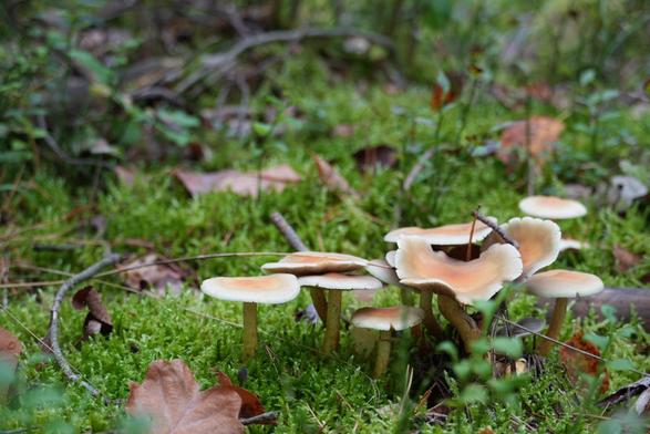 Aus einer Moosdecke ragen kleine Pilze mit flachem Kopf heraus. Die App hat diese als Grünblättriger Schwefelkopf erkannt, nur nicht so sicher wie die vorherigen Arten. Grüne Blätter habe ich an diesen jedoch nicht gesehen.