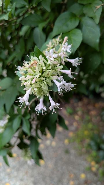 A flower head that is a mix of very light green five-petaled blossoms opened flat and emerging from this round head, a scatter of long white trumpet- shaped blossoms with even longer pistils/stamens hanging out