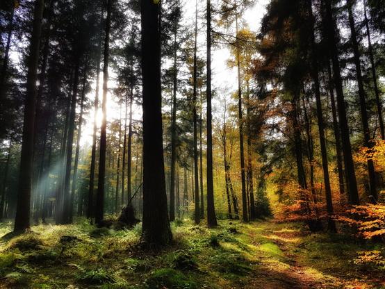 A dramatic, high-contrast photo of a dense forest path, with tall, dark pine trees dominating the scene. Brilliant sunlight streams through the canopy from the left, creating strong light rays and illuminating patches of bright green moss and ferns on the forest floor. A cluster of trees on the right side of the path shows vibrant autumnal colours, with leaves ranging from bright yellow to deep orange, contrasting with the dark evergreens. The dirt path curves gently to the right, inviting the viewer deeper into the woods.