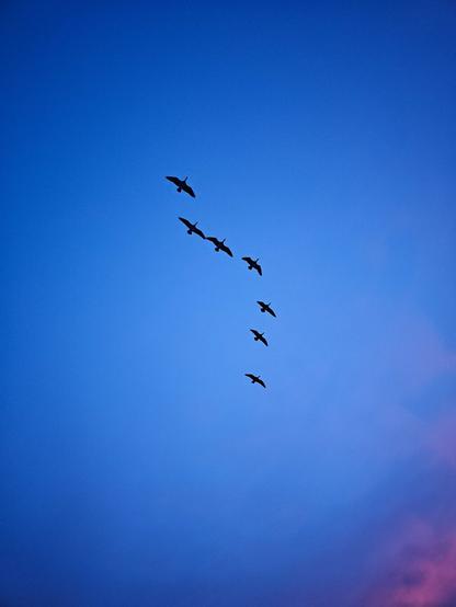 Seven birds flying on a formation in a blue evening sky during sunset. The bottom right corner shows pink colors from the sunset.