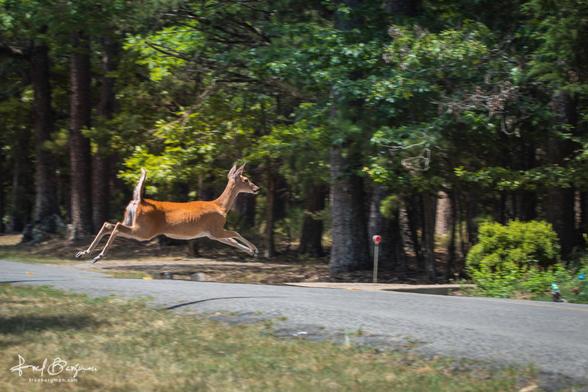 A deer is seen in a fully stretched out jump frozen in the air above a paved road in the middle of a forest.