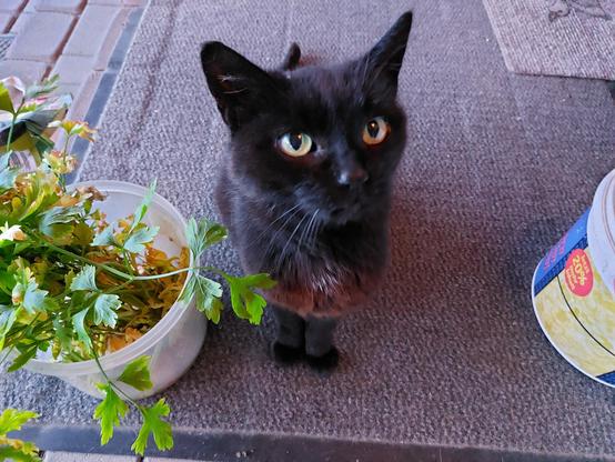 Mausi the Cat