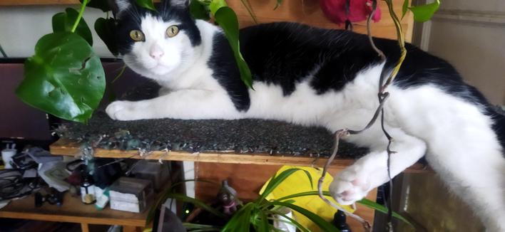 Black and white cat Roy lying on a ledge with big leaves from a plant on the next ledge up hanging in front of him. He is staring at me wondering why I'm pointing the camera at him. His rear legs and tail are hanging off the side of the ledge.