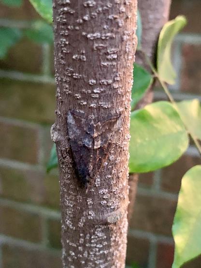 A camouflage insect rests on the textured bark of a tree branch, blending in with its surroundings. Green leaves are visible in the background.