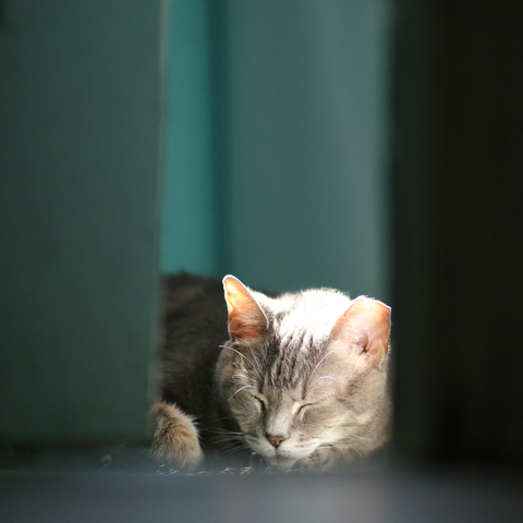 This image shows a close-up view of a cat resting on carpeted mat, just past a door frame. The cat has gray and white fur with some darker stripes, indicating it might be a tabby pattern. Its eyes are closed, suggesting that the cat is either sleeping or very relaxed.

Sunlight filters through a window, as it creates soft shadows and highlights on the cat's fur and dimly lights the surrounding area of teals, whites, and grays. The overall atmosphere is calm and peaceful.