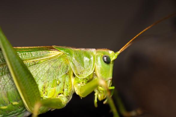 Close up shot of a great green bush-cricket. It's almost entirely green, except for antennae that are brownish and a rust-colored band on top of the body
