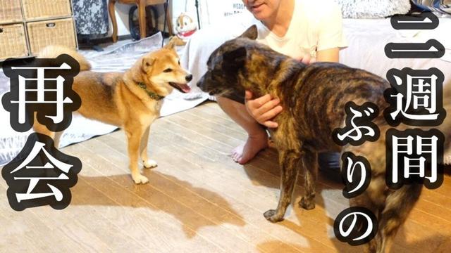 喧嘩勃発から二週間ぶりの再会！果たしてどうなる！？　#柴犬 #甲斐犬 　 #甲斐犬 #柴犬　#dog