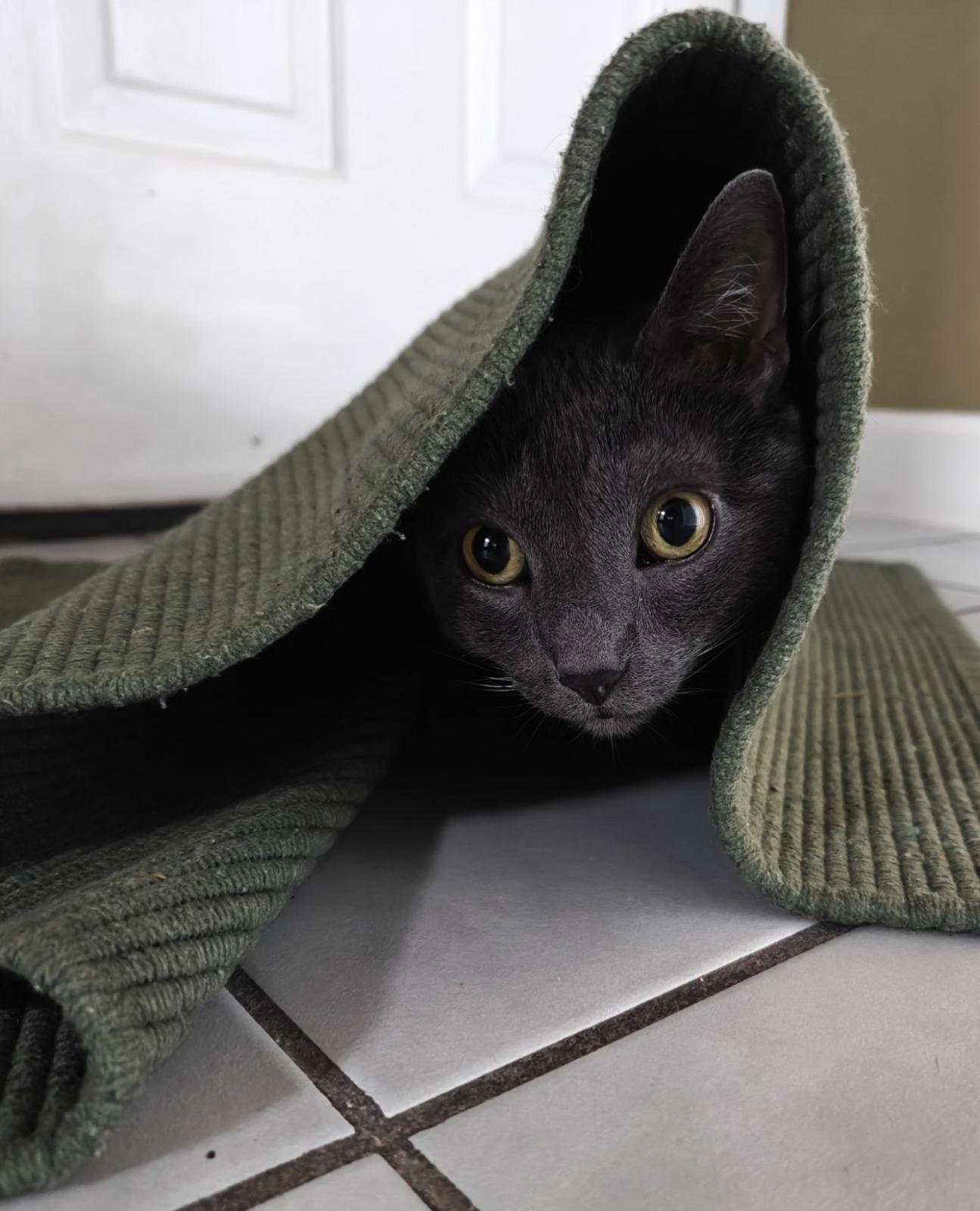 Kitteh peeking from under a floor mat in front of a door.