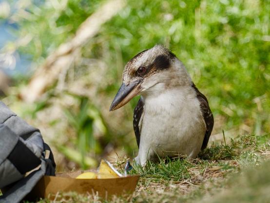 A Laughing Kookaburra, standing on grassy ground, right above a cardboard tray. The contents of the tray are not visible, bar the tip of some lemon slices poking above the edge of the tray