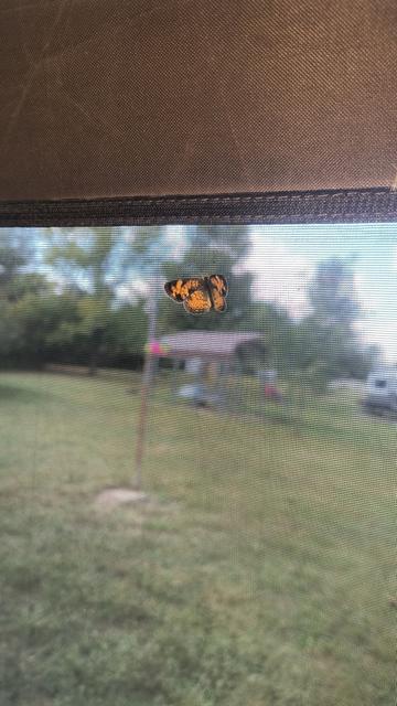 Butterfly in the tent.