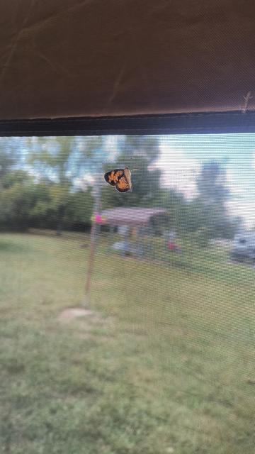 Butterfly in the tent.