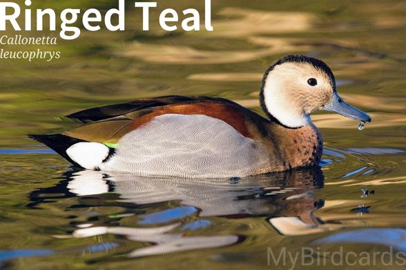 🌎 Ringed Teal (Callonetta leucophrys)
The Ringed Teal is a small South American duck. Males are brightly coloured with a salmon breast, chestnut back, and a black line on a pale head. Females are generally browner with a striped head. Found in wetlands and forests of central South America (e.g., Brazil, Argentina, Paraguay). They are "dabbling ducks," feeding at the surface, but are also "perching ducks" with claws adapted for sitting in trees, where they often nest in hollows. They form strong pair bonds. No subspecies are recognised. 2.5 Flash (Edited)
Conservation status: Least Concern (IUCN 3.1)
Fun fact: Since they nest in tree cavities, often high off the ground, the ducklings must take a dramatic "leap of faith" out of the nest to follow their parents to the water below.
📷: Photo by artieblur via Pixabay
https://pixabay.com/photos/ringed-teal-duck-teal-bird-animal-8581058/
CWZI