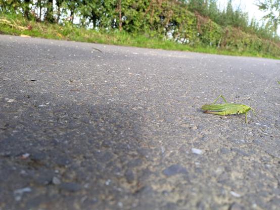 Auf der grauen Asphaltdecke einer Straße ist nahe des rechten Bildrands ein Grashüpfer zu sehen. Im Hintergrund am oberen Bildrand sind neben der Straße  undeutlich Gras, dahinter Sträucher und Bäume zu sehen.