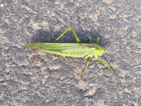Auf grauem und leicht sandigem porösem Asphalt ist in der Bildmitte ein Grashüpfer von oben zu sehen.