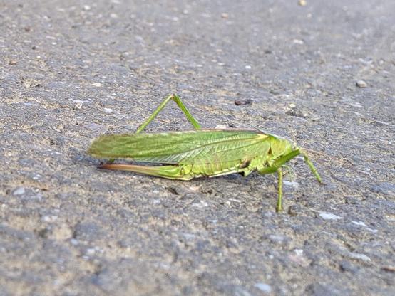 Auf grauem, porösem Asphalt ist in der Bildmitte ein Grashüpfer von seiner rechten Seite zu sehen.