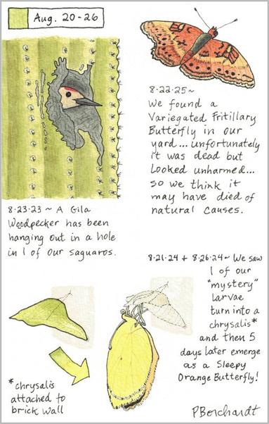 My 2025 Perpetual Journal watercolor and pen art of a Variegated Fritillary Butterfly; my 2024 Perpetual Journal watercolor and pen art of a Sleepy Orange chrysalis & butterfly; & my 2023 Perpetual Journal watercolor and pen art of a Gila Woodpecker peeking out of a hole in a Saguaro, all in Tucson, AZ.