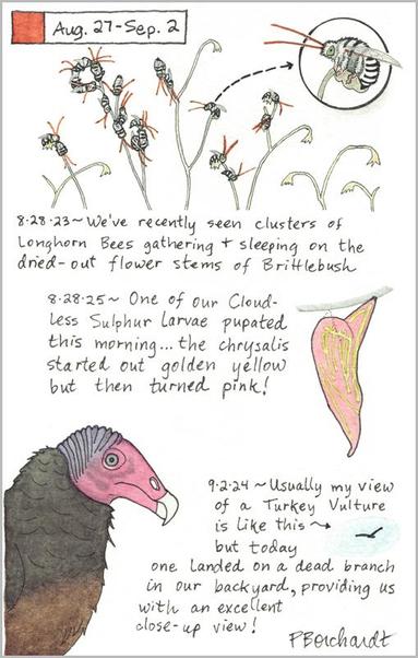 My 2025 Perpetual Journal watercolor and pen art of a pink Cloudless Sulphur butterfly chrysalis; my 2024 Perpetual Journal watercolor and pen art of a Turkey Vulture; & my 2023 Perpetual Journal watercolor and pen art of Longhorn Bees gathering on Brittlebush stems, all in Tucson, AZ.