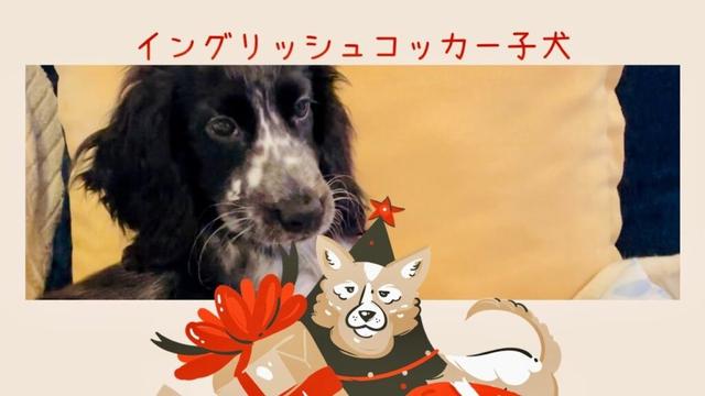 天使の寝顔のはずが…《イングリッシュコッカースパニエル子犬成長記録》