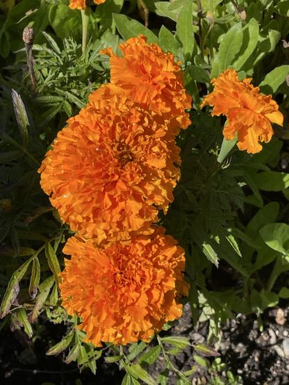 Photo of orange marigolds.