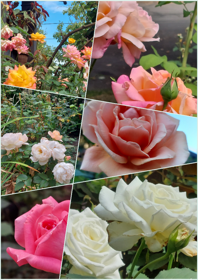 A collage of six images of roses currently blooming in the Willamette Valley, hotbed of civil disorder according to those who do not want to release the Epstein files.