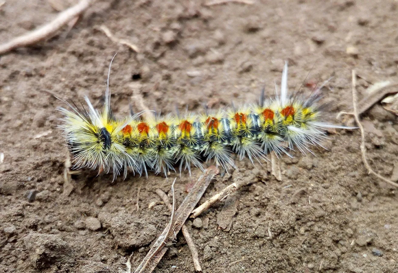 a photo of a "giant silkworm moth caterpillar." which I found during my ride and I suffer a stung from it.
