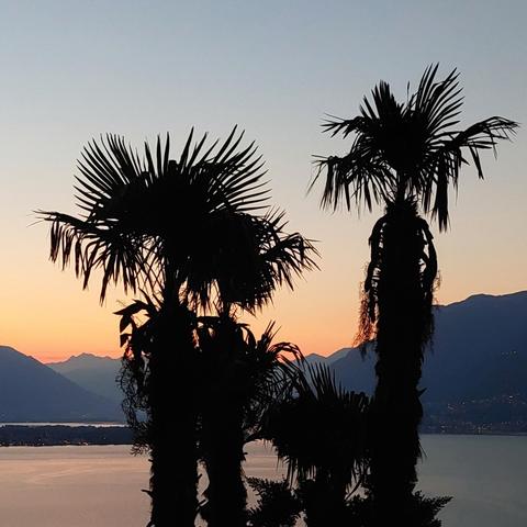 The dark silhouettes of four palm trees against the first light of dawn. The dawn is rising over the mountains in orange glowing light, reflected in the lake.