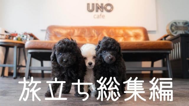 【旅立ち総集編】#uno1ワンチャンネル #宇野昌磨 #宇野樹 #トイプードル生活 #フィギュアスケート #いぬとの暮らし