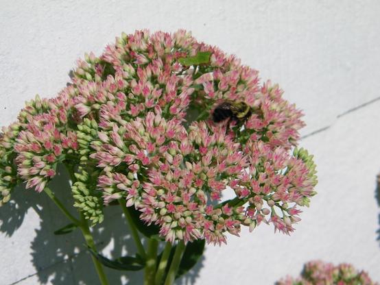 A bumblebee in some seedum flowers (small pink flowers), next to a house.