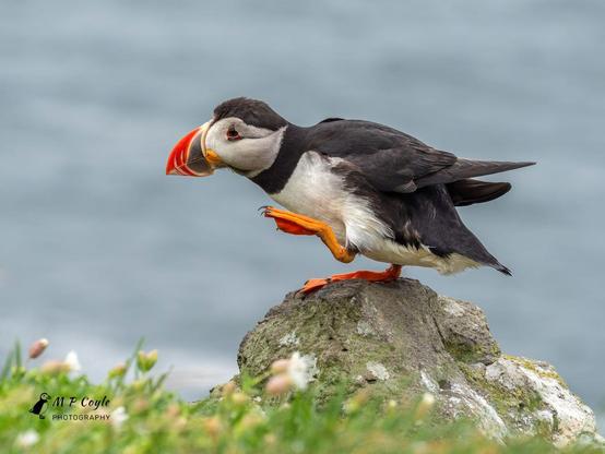 When you're a little puffin, and in spite of having big flat feet, it's tough to keep your balance in a strong wind when you're trying to give yourself a scratch!

Puffins are way smaller than people realize.  It's just that most pictures are taken of single birds or their colonies, without anything (like a person, an animal, or an object) to give them a sense of scale. 

This little bird is standing on a rock and facing left in profile, showing off its big, colorful beak.  It's standing on its bright orange right leg, while the left leg and foot are lifted forward and up.  The black talons are clearly visible.  That it's windy is obvious from the way its feathers are ruffled and swept back.

Photographer - Michelle P. Coyle