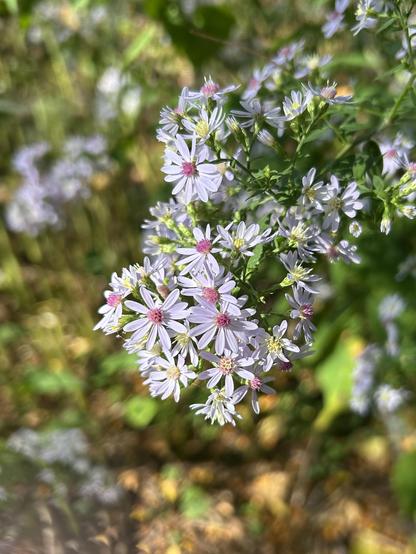 Closeup of a cluster of wood asters, pale purple-white petals radiating from a center that is rosy pink for some and yellow for others. The petals are thin and proportionately long, but the flowers themselves are quite tiny.