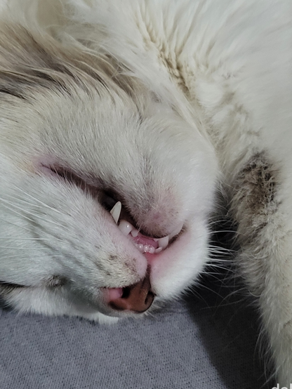 Fotografia aproximada do focinho branco de um gato dormindo de ponta-cabeça. Ele tem o nariz róseo e está com a boca levemente aberta, portanto é possível observar suas presas e seus dentinhos frontais.