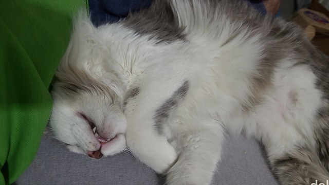 Gato branco e cinza peludinho dorme com a barriga e o queixo para cima, meio desengonçado. Uma vista menos aproximada da cena da fotografia anterior.