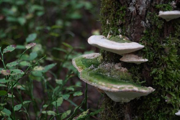 An einem Baumstumpf wächst seitlich ein tellerförmiger Pilz, der auf der Oberseite deutlich grün ist.
