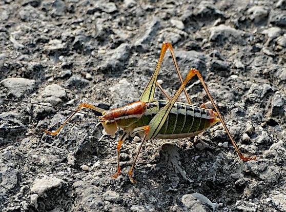 Foto van groen en oranje krekel op ruwe ondergrond