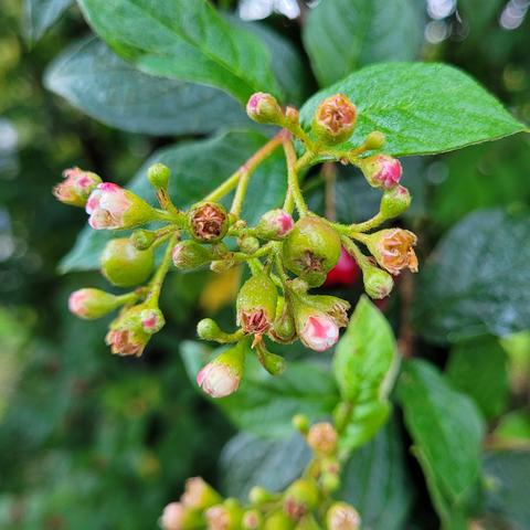 Kleine rosa Blüten am Strauch