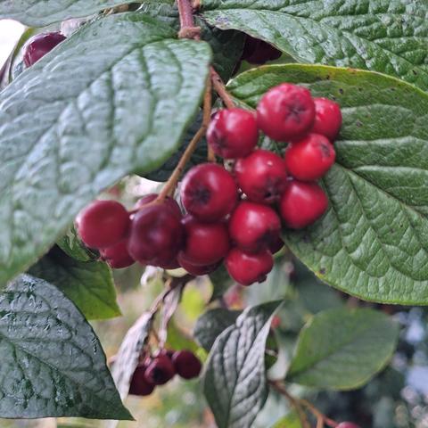 Rote Beeren am Strauch