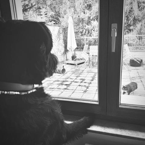 Das Schwarz-Weiß-Foto zeigt einen großen Hund, der drinnen am Fenster steht und seine Vorderpfoten auf der Fensterbank angelegt hat und nach neugierig nach draußen schaut. Draußen auf der Terrasse schlendert eine Katze, die zurück in Richtung Hund blickt. Im Hintergrund sind Gartenmöbel, ein Sonnenschirm und Pflanzen zu erkennen.
