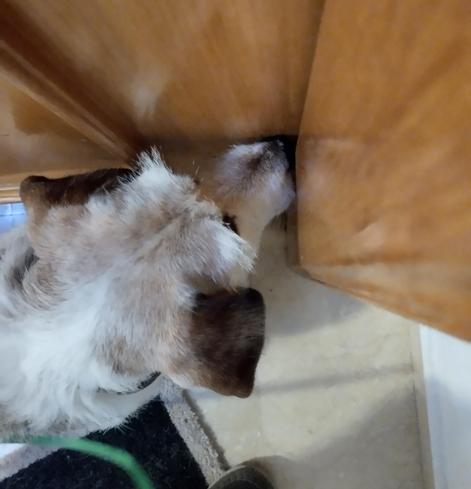 Foto cenital de un perrito con el morro entre el marco de una puerta y su hoja , ambos de madera, esperando que se abra. Se ve también abajo parte de un felpudo y un zapato. En la puerta se ven reflejos de la cabeza del perro