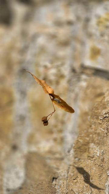 Ein einzelnes welkes Blatt schwebt, vom Wind verweht, vor einer Natursteinmauer in der Luft. Es befindet sich im Zentrum des Bildes und windet sich auf seiner Oberfläche. Auf seiner Unterseite geht ein zarter Stiel nach unten, der sich zweiteilt. An dessen Enden befinden sich jeweils eine kleine, kugelige Samenkapsel. Die Szene wird von Braun- und Okertönen bestimmt.