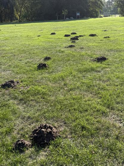 Das Bild zeigt ein grasbewachsenes Feld mit mehreren Maulwurfhügeln, die überall verstreut sind. Im Hintergrund gibt es einen Hinweisschild und Bäume, die auf eine parkähnliche Umgebung hinweisen.


The image shows a grassy field with several mounds of dirt scattered throughout. In the background, there is a signpost and trees, indicating a park-like setting.
