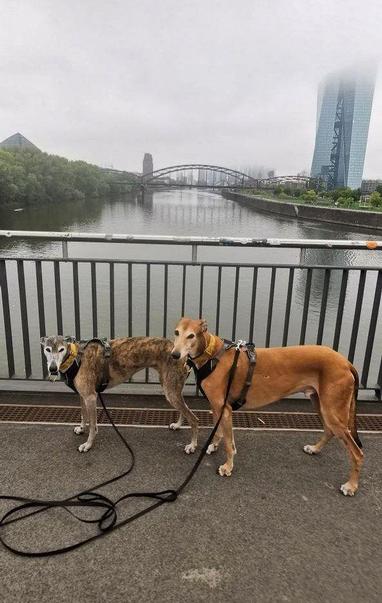 Pina und Atze auf einer Brücke über den Main. Im Hintergrund EZB  und Skyline Frankfurt im Nebel