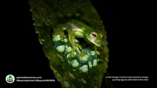 Attn #reptile lovers and #herpetology fans 💚🐊🦎🐍🐸🐢💚 20% of #reptiles are headed for #extinction from #meat 🥩❌ #palmoil 🌴❌ #deforestation. Help all animals! #BoycottPalmOil #Boycott4Wildlife and be #Vegan when you shop  @palmoildetect.bsky.social  https://palmoildetectives.com/2021/07/21/one-fifth-of-reptiles-heading-towards-extinction/?utm_source=mastodon&utm_medium=Palm+Oil+Detectives&utm_campaign=publer