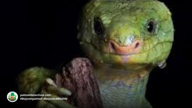 Attn #reptile lovers and #herpetology fans 💚🐊🦎🐍🐸🐢💚 20% of #reptiles are headed for #extinction from #meat 🥩❌ #palmoil 🌴❌ #deforestation. Help all animals! #BoycottPalmOil #Boycott4Wildlife and be #Vegan when you shop  @palmoildetect.bsky.social  https://palmoildetectives.com/2021/07/21/one-fifth-of-reptiles-heading-towards-extinction/?utm_source=mastodon&utm_medium=Palm+Oil+Detectives&utm_campaign=publer