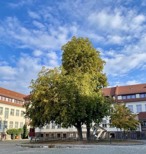 Großer Kastanienbaum im Innenhof der Deutschen Werkstätten Hellerau, blauer Himmel und ein paar Wölkchen